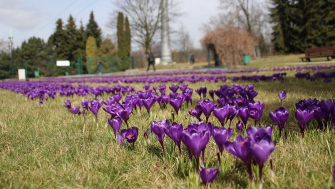 Szukamy wiosny w Parku Śląskim