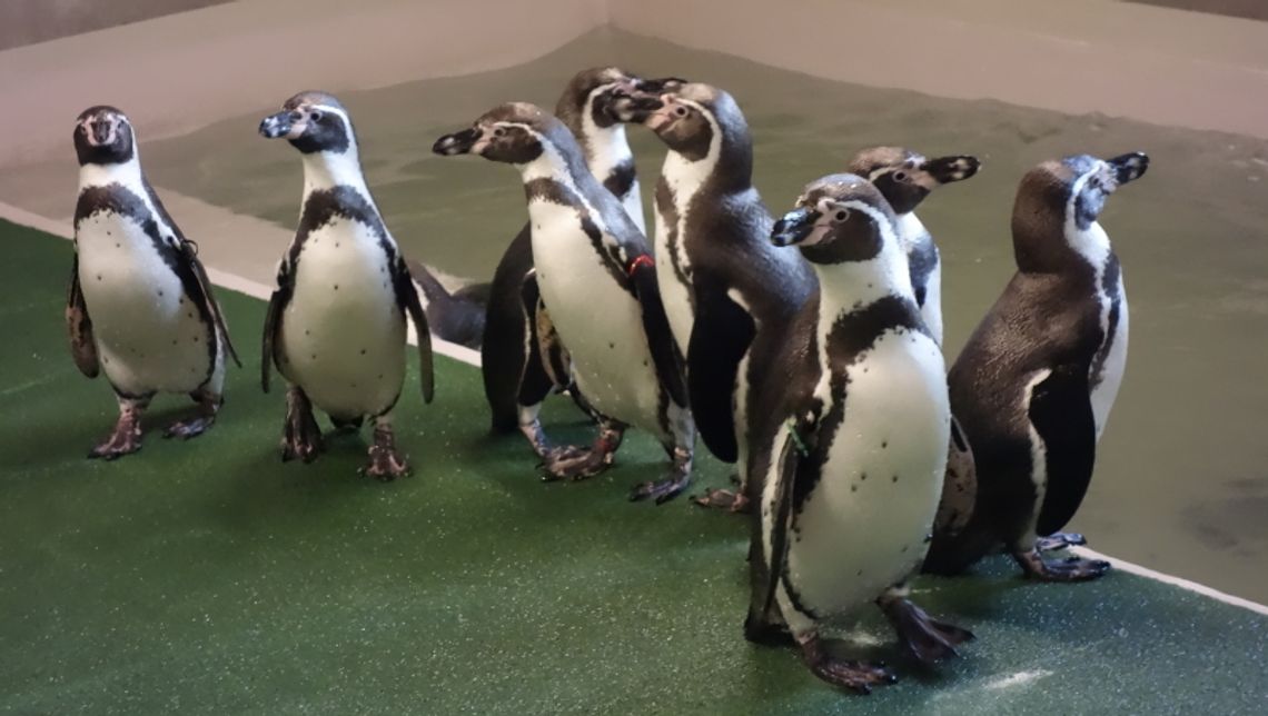 Temperatury za niskie dla pingwinów Temperatury za niskie dla pingwinów