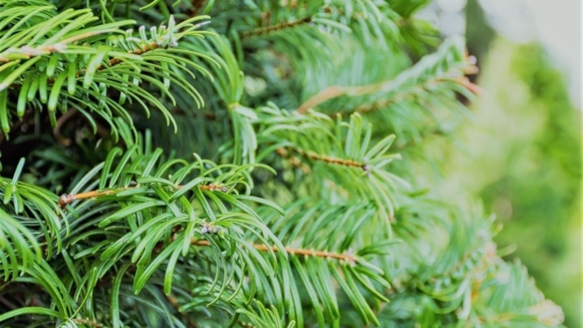 Trwa zbiórka choinek. Sprawdź kiedy przyjadą po twoją!