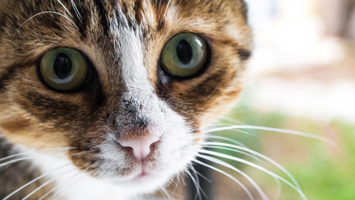 Trwa zbiórka dla bezdomnych kotów Trwa zbiórka dla bezdomnych kotów