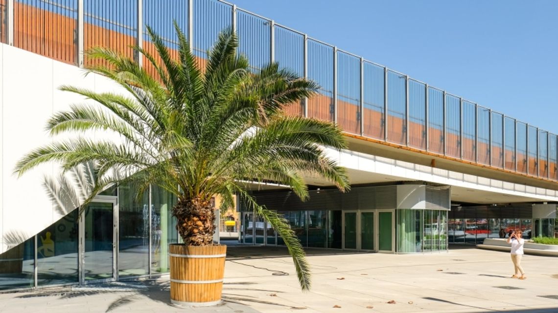 Trzy palmy na chorzowskim rynku! Trzy palmy na chorzowskim rynku!