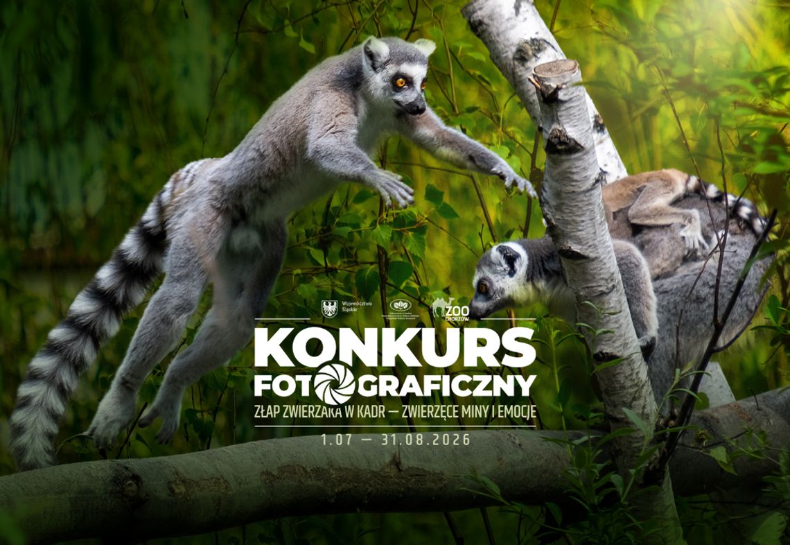 Uchwyć emocje zwierząt w chorzowskim zoo! Ruszyła kolejna edycja konkursu fotograficznego Uchwyć emocje zwierząt w chorzowskim zoo! Ruszyła kolejna edycja konkursu fotograficznego