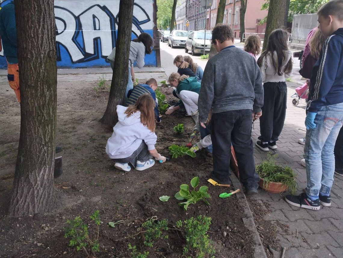Uczennice i uczniowie chorzowskiej szkoły podstawowej posadzili rośliny na skwerku placówki Uczennice i uczniowie chorzowskiej szkoły podstawowej posadzili rośliny na skwerku placówki