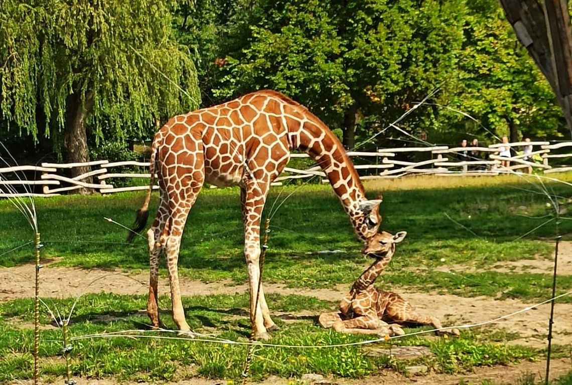 Na świat przyszedł nowy mieszkaniec śląskiego zoo. Jest przedstawicielem najwyższego ssaka na świecie