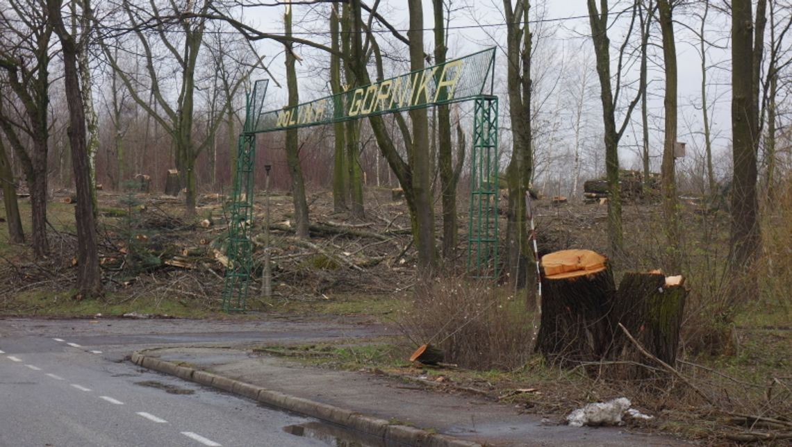 Urząd miasta tłumaczy powody wycinki w Dolinie Górnika