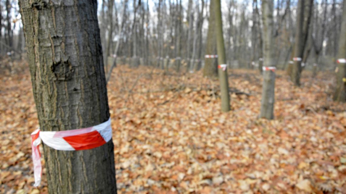 Urząd miasta zezwala na wycinkę. Decyzję komentuje Park Śląski Urząd miasta zezwala na wycinkę. Decyzję komentuje Park Śląski