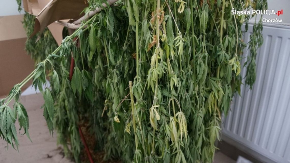 Urządził plantację w swoim mieszkaniu