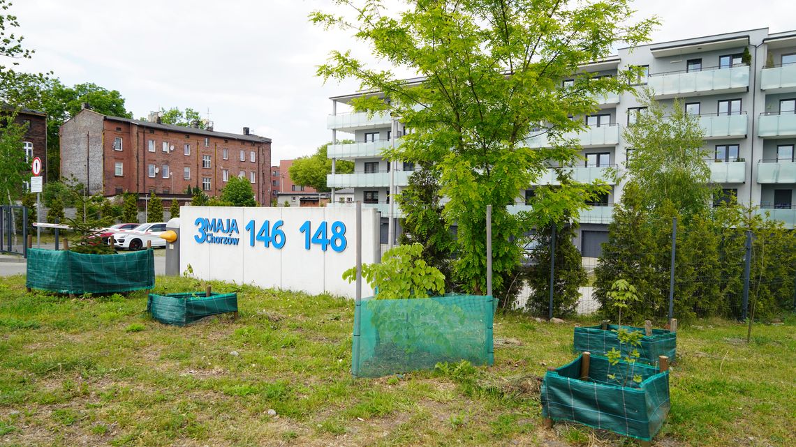 W Chorzowie zrobiło się zielono. To efekt ekologicznego programu! W Chorzowie zrobiło się zielono. To efekt ekologicznego programu!