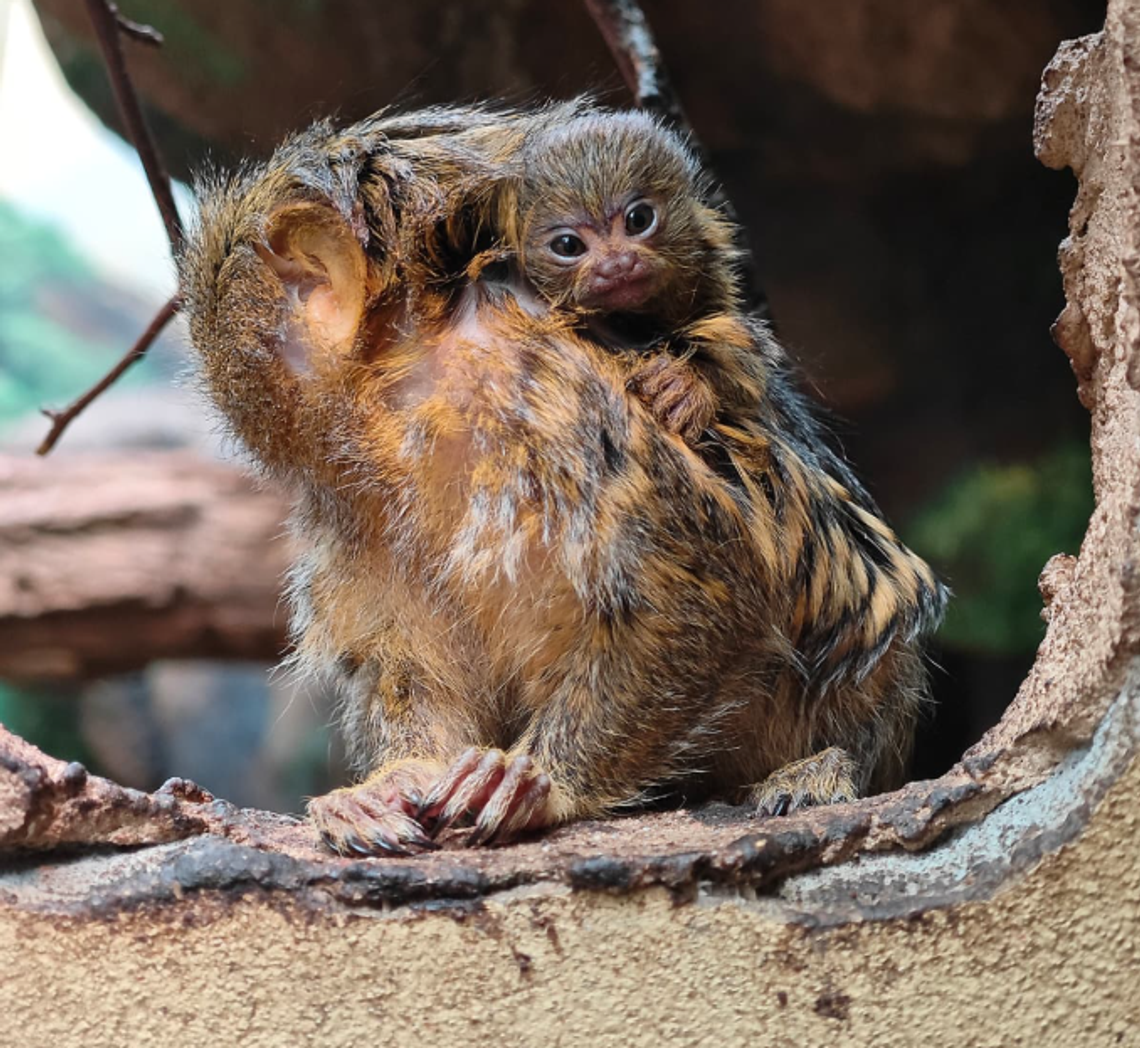 W chorzowskim zoo na świat przyszły dwie młode pigmejki karłowate. To najmniejsze małpy świata