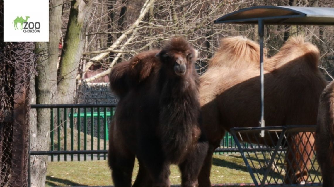 W chorzowskim zoo pojawił się nowy mieszkaniec. Jest nim wielbłądzica Roxi W chorzowskim zoo pojawił się nowy mieszkaniec. Jest nim wielbłądzica Roxi