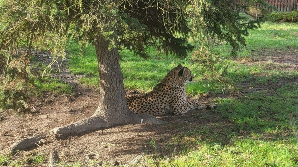 W chorzowskim zoo pojawiła się nowa mieszkanka. To gepardzica o imieniu Paya