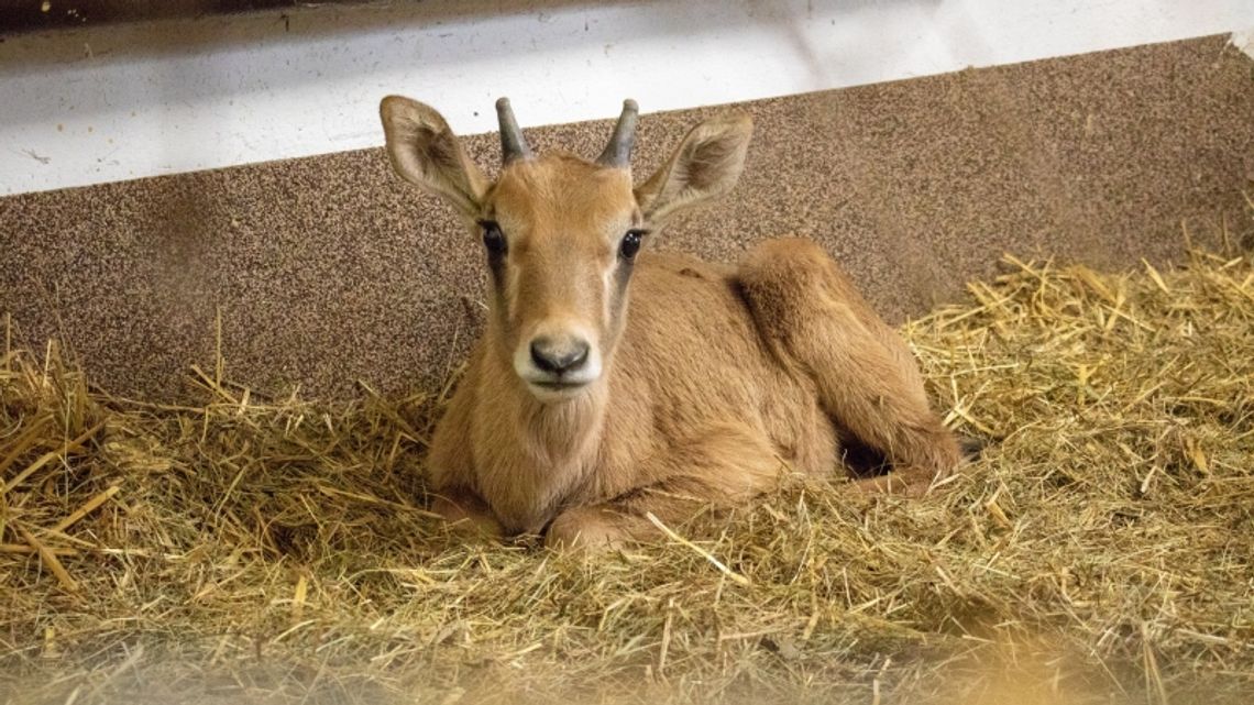 W chorzowskim zoo pojawili się nowi mieszkańcy. Ich przyjście na świat było nie lada niespodzianką!