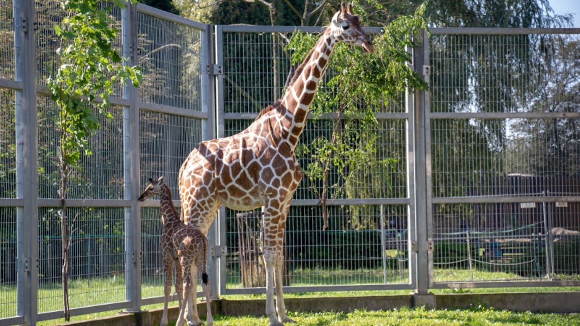 W chorzowskim zoo urodziła się żyrafa. To pierwszy przychówek tego gatunku po siedmioletniej przerwie!