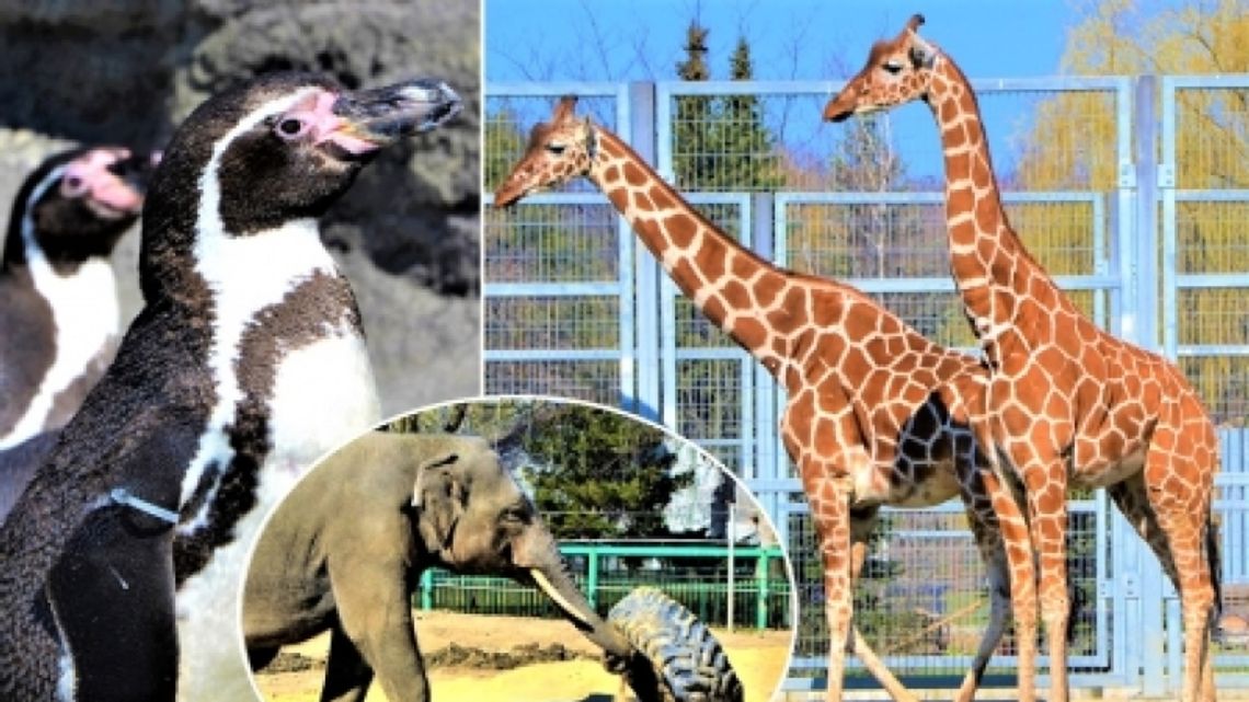 W Dzień Dziecka zostanie otwarte ZOO!