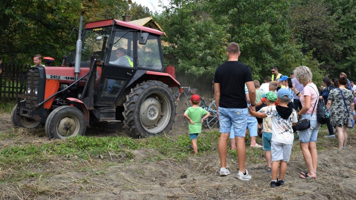 W Skansenie znów królować będzie ziemniak. Tradycyjne wykopki już w tę niedzielę!