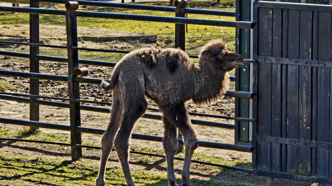 W Śląskim Ogrodzie Zoologicznym urodził się młody wielbłąd! Znamy jego imię