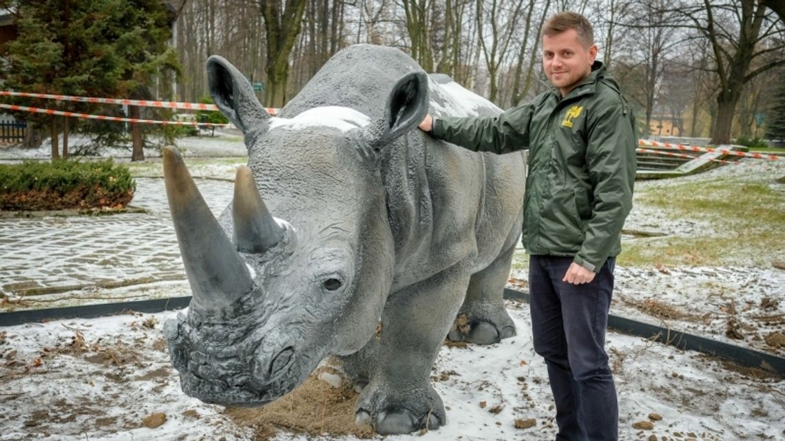 W śląskim zoo można dotknąć nosorożca