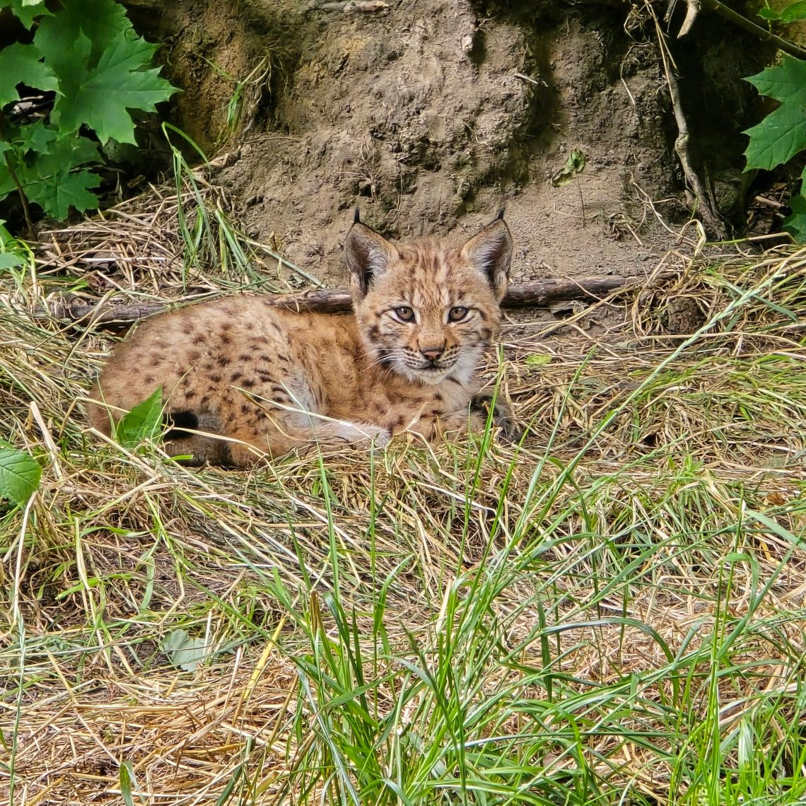 W śląskim zoo na świat przyszły rysie. W przyszłości mają zostać wypuszczone na wolność W śląskim zoo na świat przyszły rysie. W przyszłości mają zostać wypuszczone na wolność