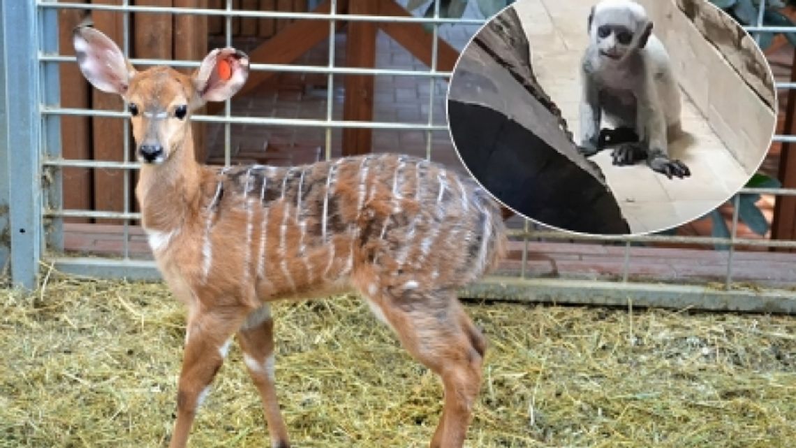 W śląskim ZOO obrodziło maluchami