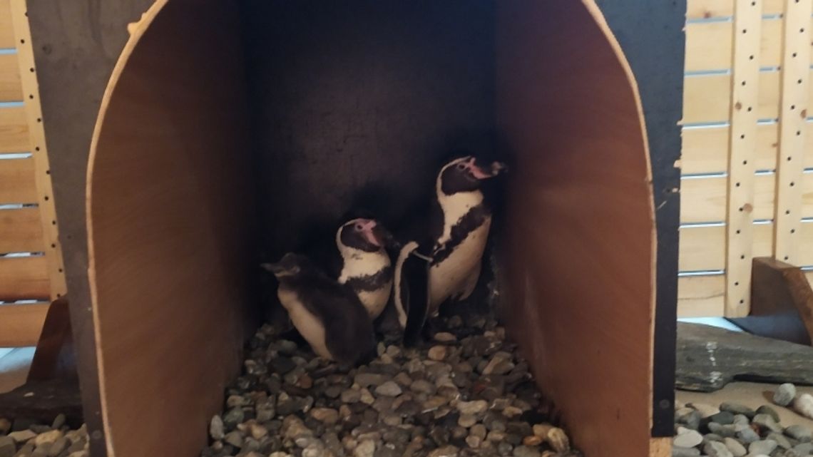 W Śląskim ZOO wykluł się pingwin! Nie znamy jeszcze jego płci [WIDEO+ZDJĘCIA]