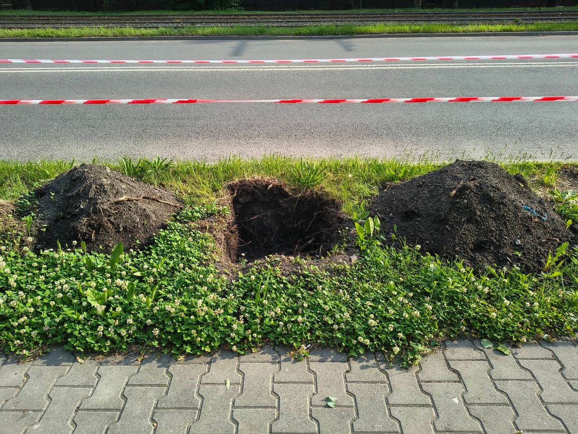 W Świętochłowicach pojawi się 160 nowych drzew. To inicjatywa Tramwajów Śląskich W Świętochłowicach pojawi się 160 nowych drzew. To inicjatywa Tramwajów Śląskich