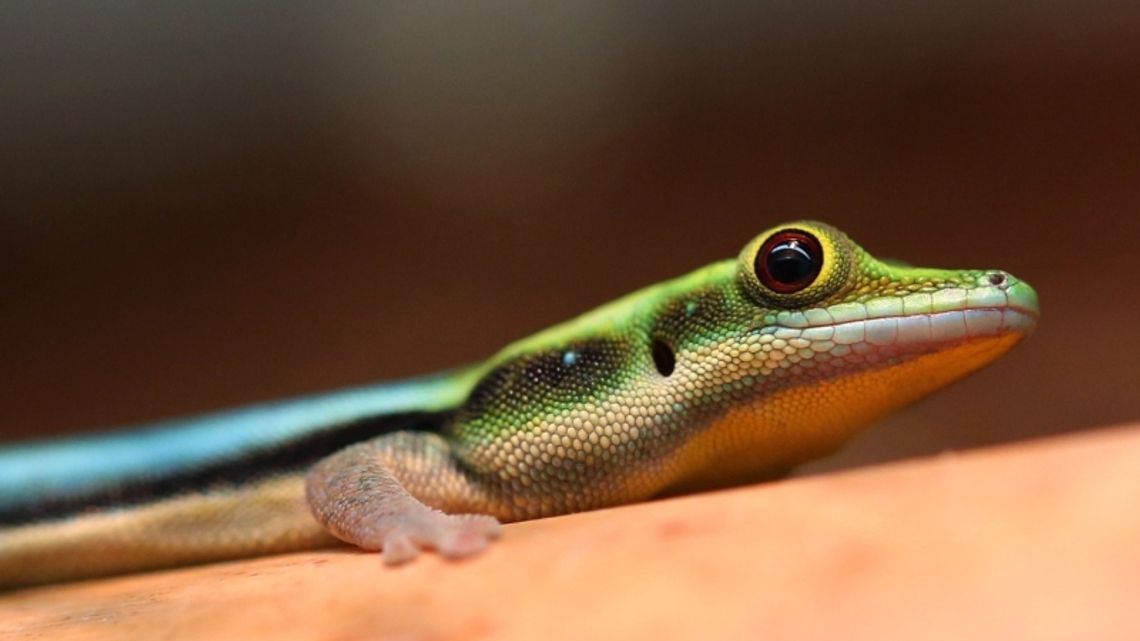 W zoo pojawili się nowi lokatorzy. Ich charakterystyczną cechą jest wyjątkowo kolorowe ubarwienie