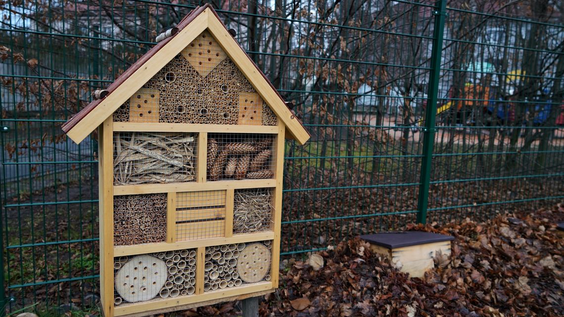 W zoo zbudują domki dla owadów. Warsztaty ruszają już w sierpniu!