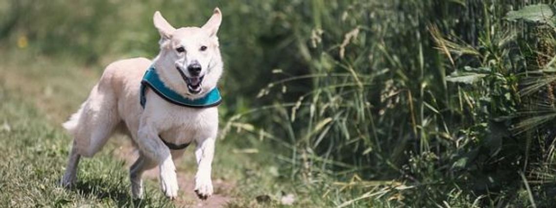 Walka o wybieg [wstrzymać chwilę]