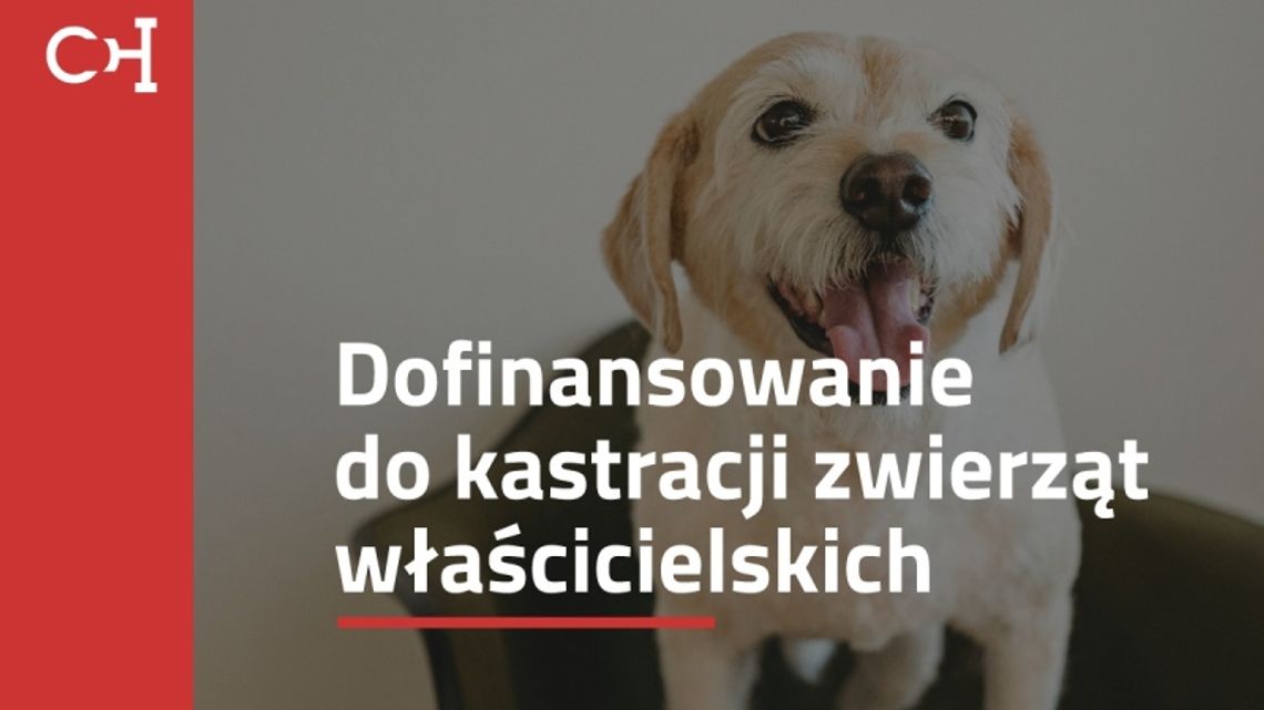 Wciąż można się starać o dofinansowanie do zabiegów zwierząt. Na złożenie wniosku zostało jeszcze kilka dni!