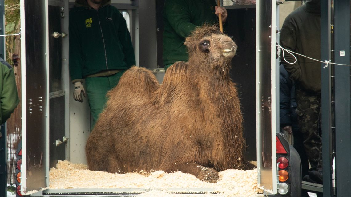 Wielbłądzica Molly nowym mieszkańcem śląskiego ZOO