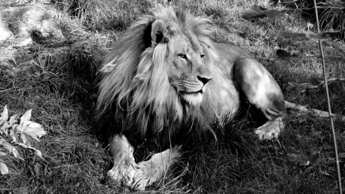 Wielki smutek w chorzowskim zoo. Lew Bolek odszedł z tego świata Wielki smutek w chorzowskim zoo. Lew Bolek odszedł z tego świata