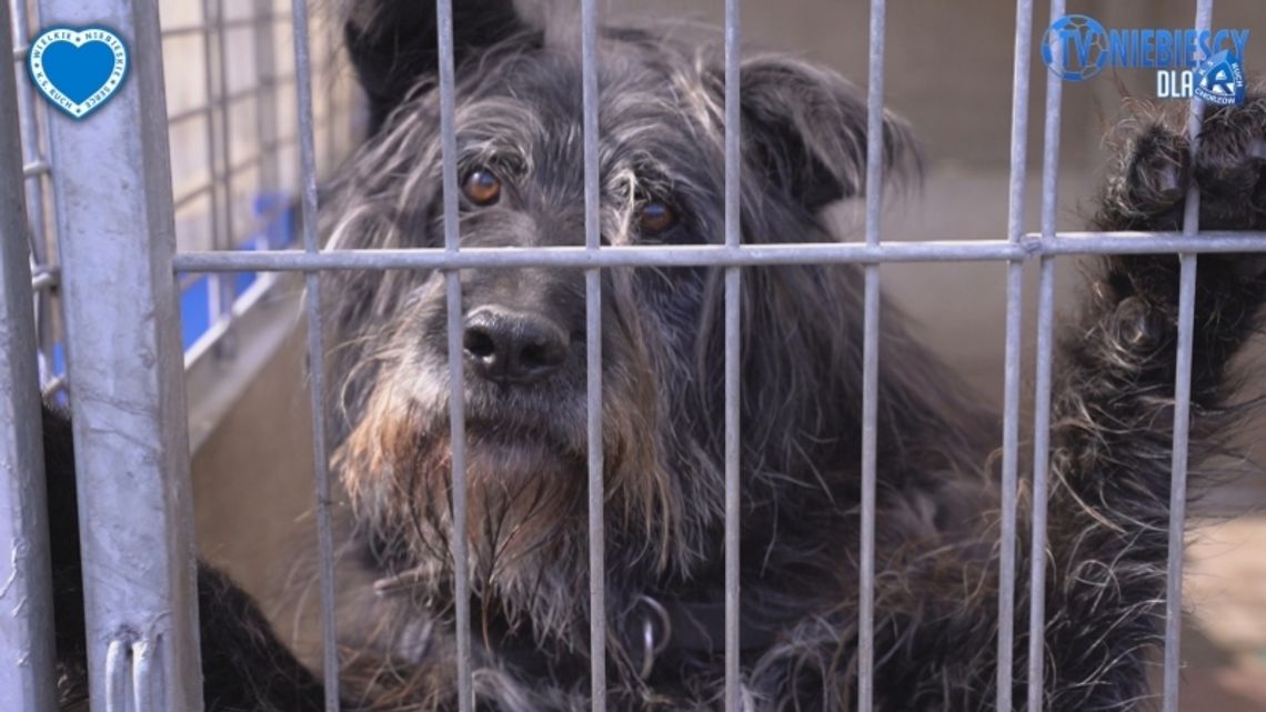 Wielkie Niebieskie Serce wsparło schronisko Wielkie Niebieskie Serce wsparło schronisko