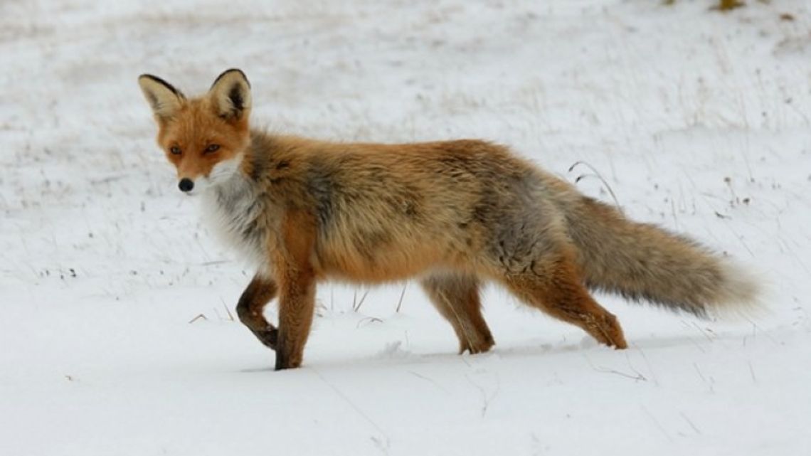 Wiosenna akcja szczepienia lisów