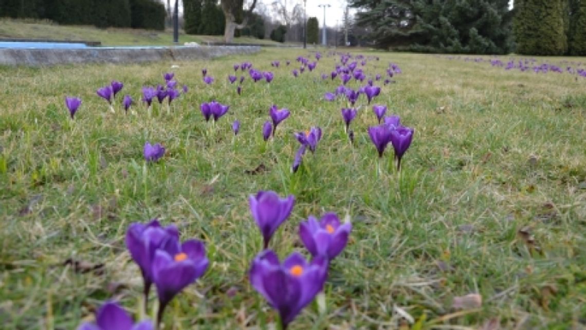 Wiosna w Parku Śląskim Wiosna w Parku Śląskim