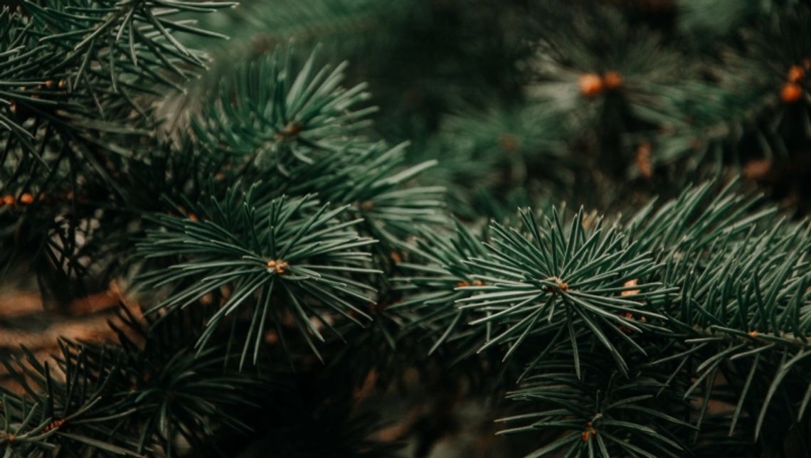 Wkrótce ruszy poświąteczna zbiórka choinek