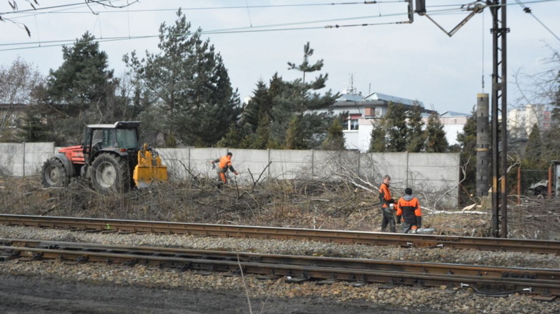 Wycinka drzew w Chorzowie Batorym. Władze miasta apelują do PKP Wycinka drzew w Chorzowie Batorym. Władze miasta apelują do PKP