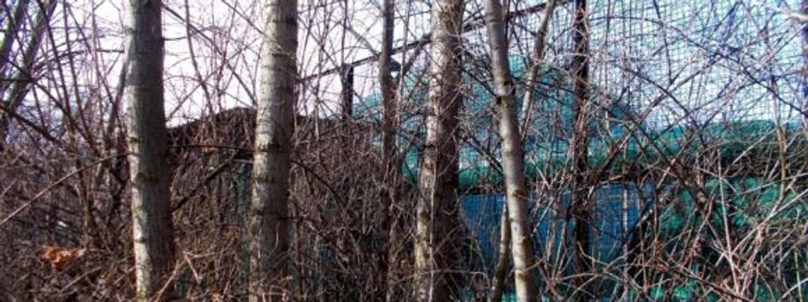 Wycinka drzew w Parku Śląskim Wycinka drzew w Parku Śląskim