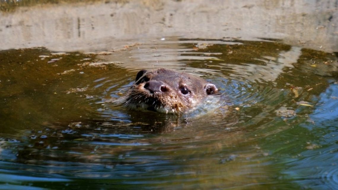 Wydra Jaro nowym mieszkańcem śląskiego zoo