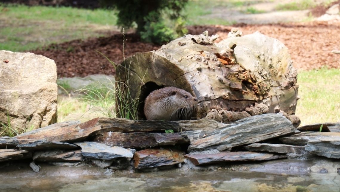 Wydra wróciła na wybieg. Modernizacja zakończona Wydra wróciła na wybieg. Modernizacja zakończona
