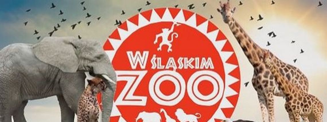 Wykop: Śląskie ZOO we własnym serialu telewizyjnym zdradza swoje tajemnice!