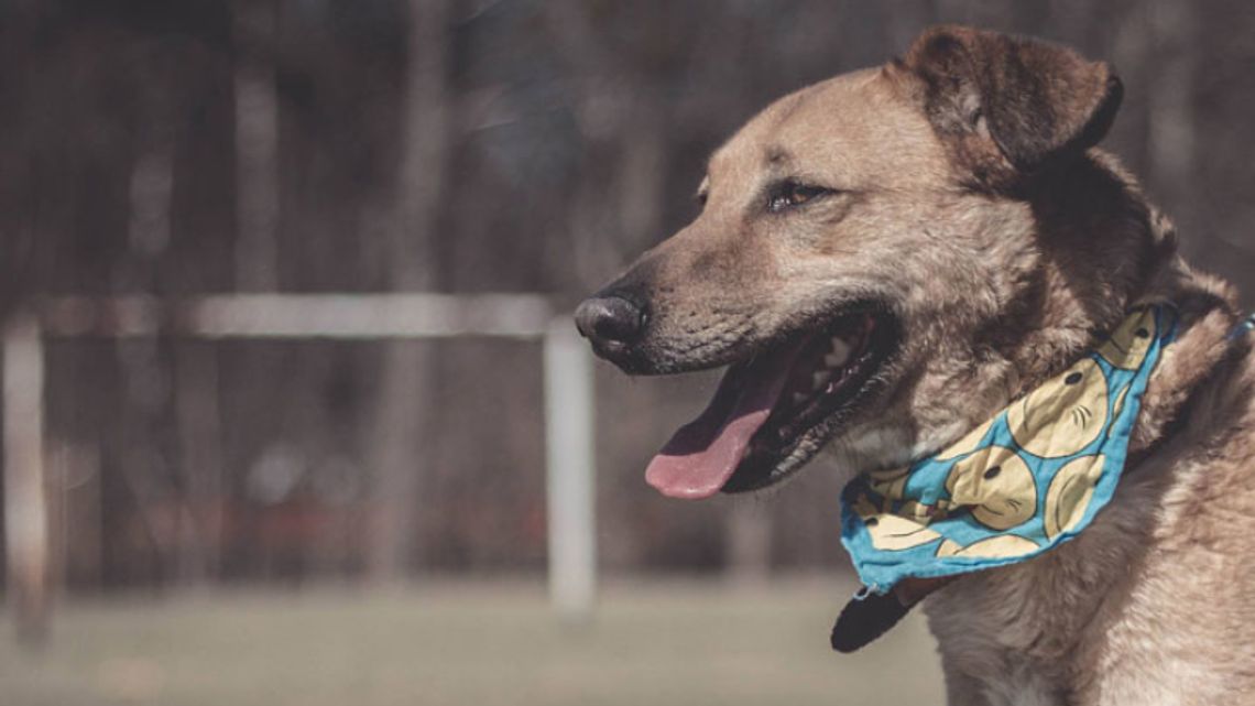 Zadbaj o swoje zwierzę