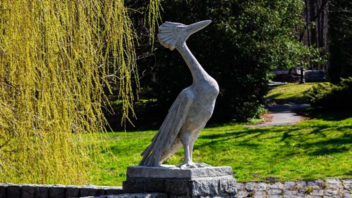 Zagadkowy Perkoz powrócił do Ogrodu Bylinowego 