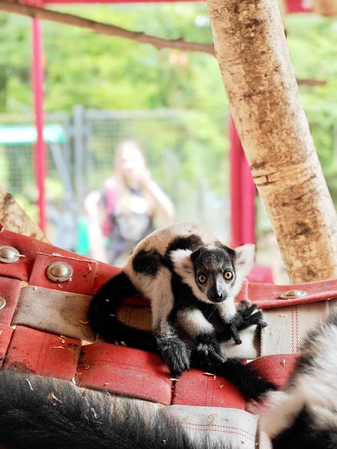 Zagrożony, ale nie zapomniany – lemur wari urodzony w Śląskim ZOO