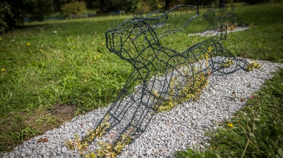 Zające muszą teraz urosnąć Zające muszą teraz urosnąć