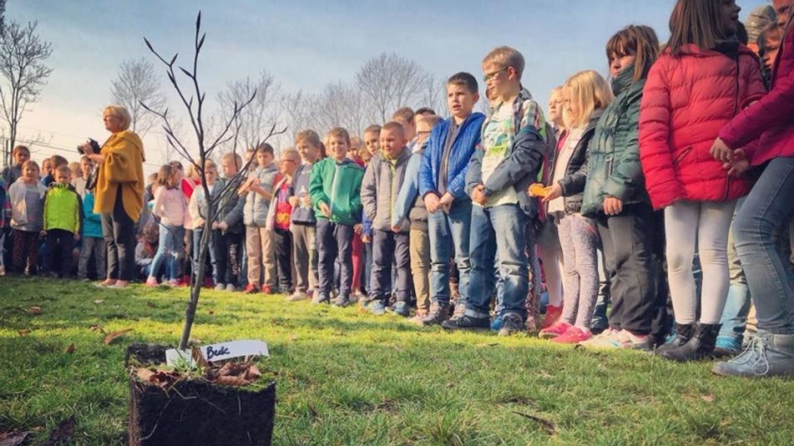 Zasadzili 3 czerwone buki