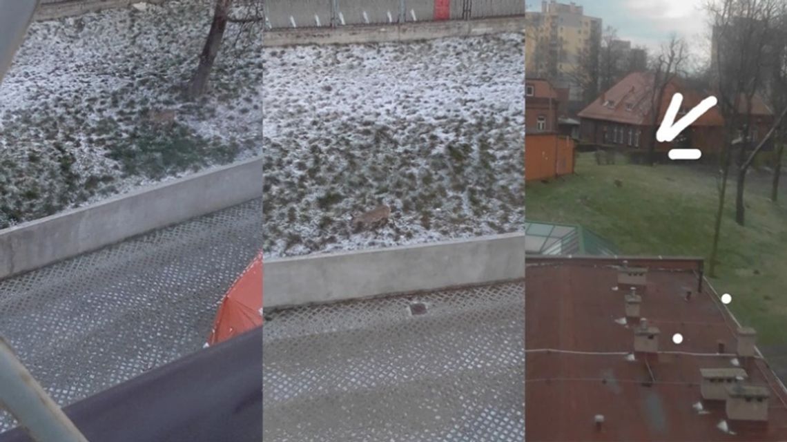 Ze Szpitala Specjalistycznego uciekła...sarna [WIDEO]