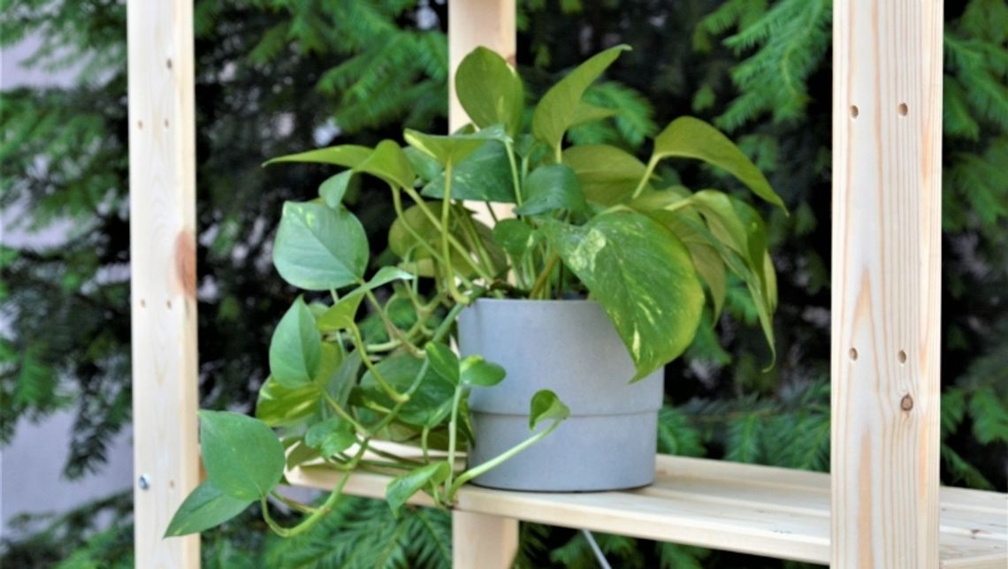 Zielona akupunktura Zielona akupunktura