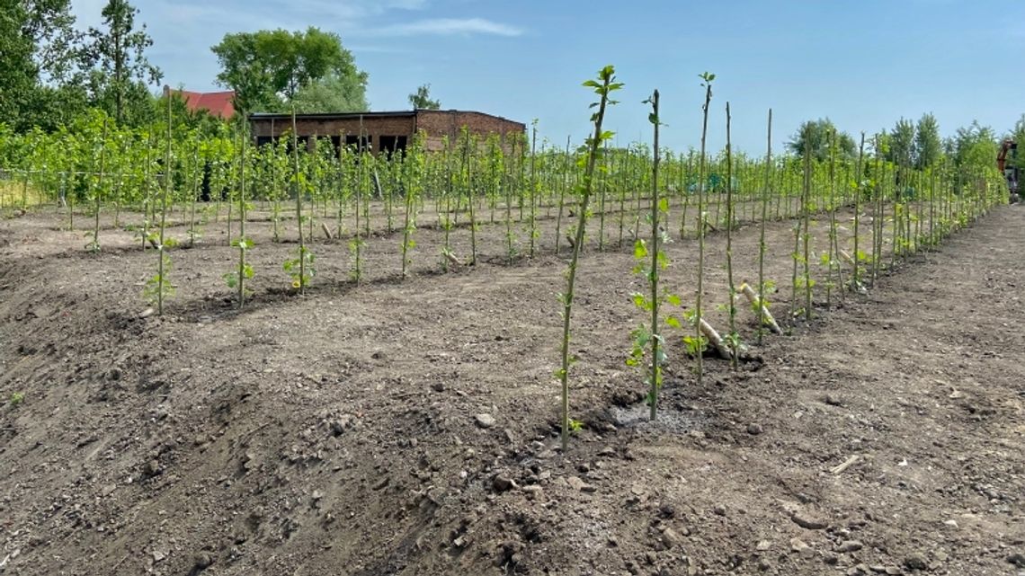 Zielona instalacja na budowie nowego PSZOKu Zielona instalacja na budowie nowego PSZOKu