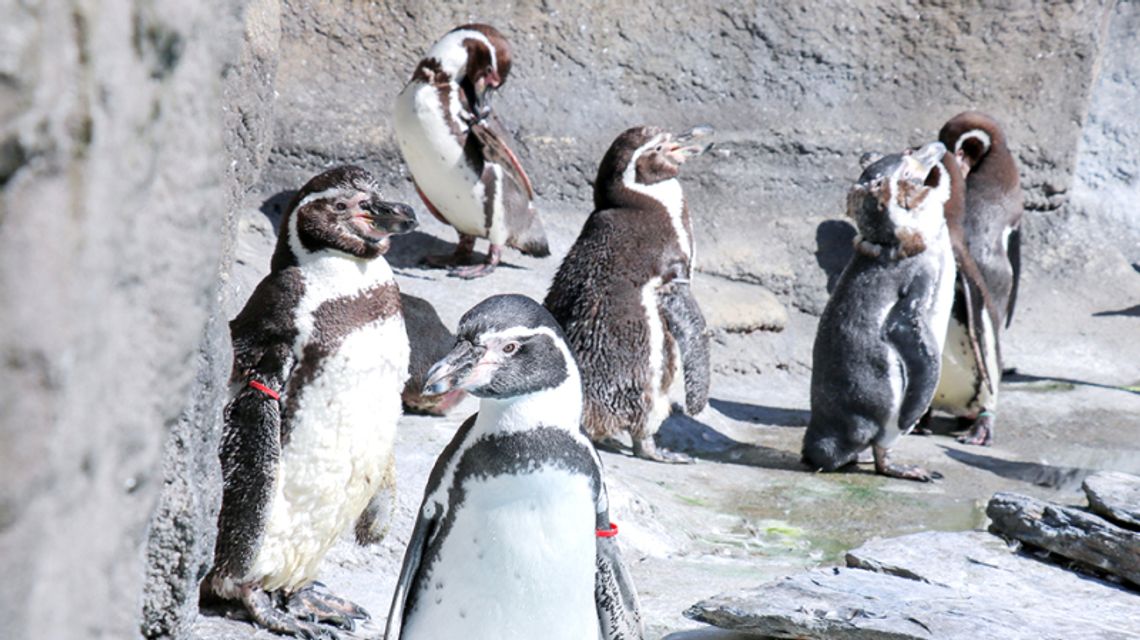 Zimowa przeprowadzka w chorzowskim zoo. Pingwiny opuściły wybieg zewnętrzny