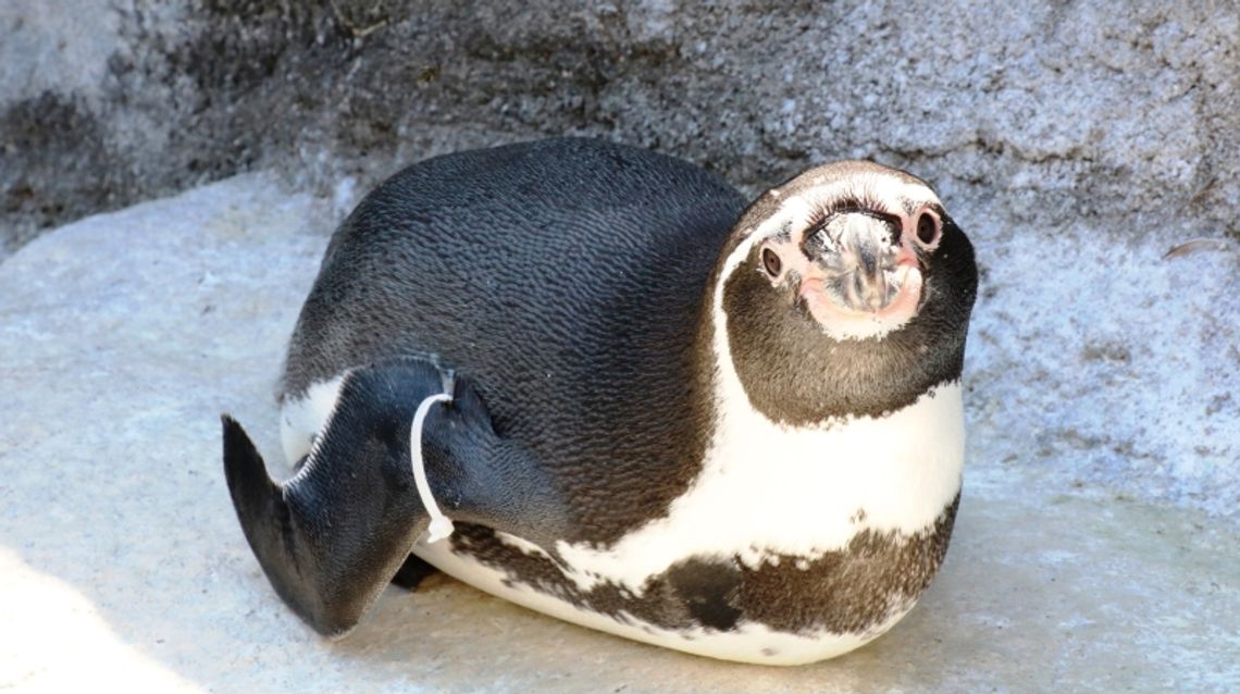 Znamy już płeć i imię pierwszego śląskiego pingwina